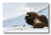 Musk Ox_ANL_8211